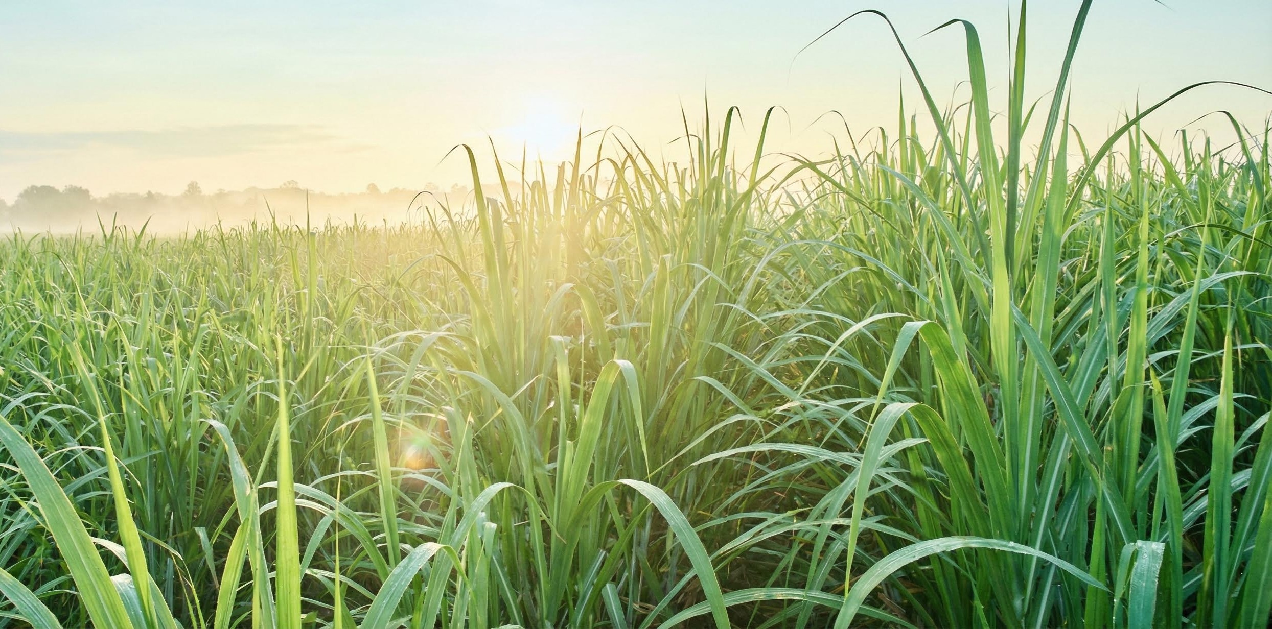 THỰC HIỆN CANH TÁC MÍA BỀN VỮNG